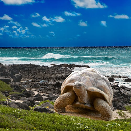 Schildkröte Mauritius
