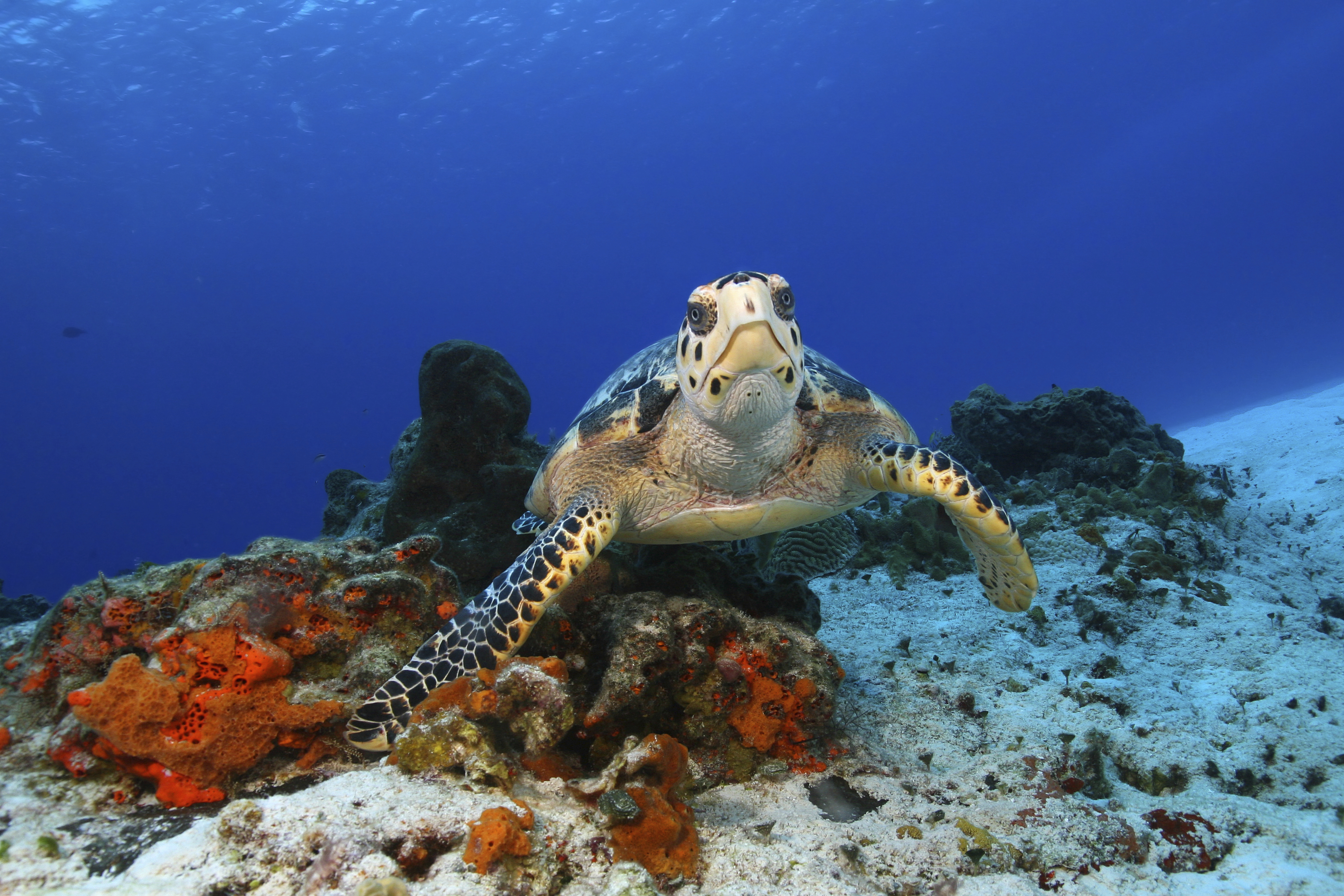 Cozumel Schildkröte
