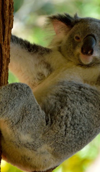 Australien & Neuseeland