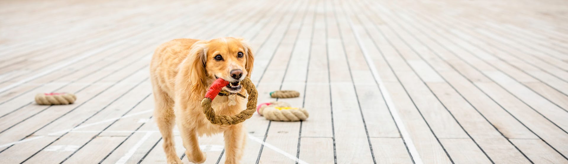 Kreuzfahrten mit Hund