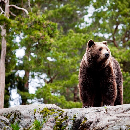 Entdeckung der Tier- und Pflanzenwelt